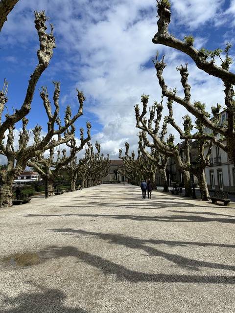 Bare branches over a long straight road.